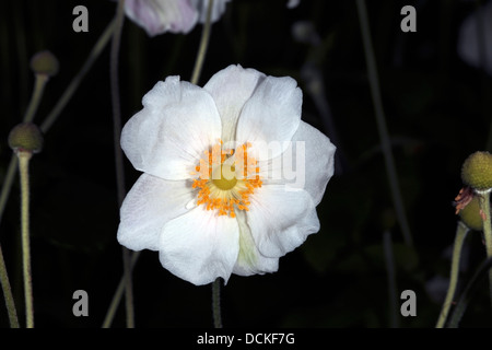 Nahaufnahme der chinesischen / japanischen Anemone / Veilchenart / Anemone Windflower - Hupehenis-Familie Butterblume Stockfoto