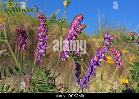 Britische wilde Blume Tufted Vetch Stockfoto