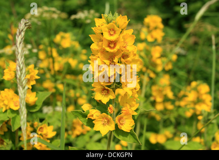 Britische wilde Blume gelb Blutweiderich Stockfoto