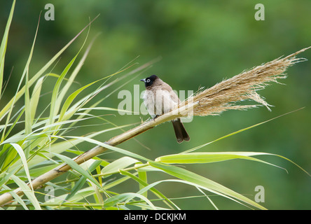 Brillentragende Bulbul Pycnonotus Xanthopygos auch als gelbe belüftete Bulbul thront auf Reed stammen Südtürkei september Stockfoto