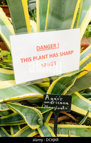 Warnschild am Agave Americana Marginata hat es scharfe Stacheln Stockfoto