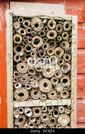 Der Nistkasten besteht aus hohlen Holzrohre für die Anziehung von verschiedenen Arten von Solitäre Bienen und Wespen. Stockfoto