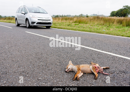 Toten Fuchs Roadkill auf der Landstraße Stockfoto