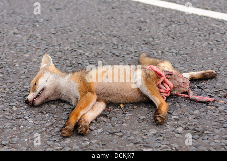 Toten Fuchs Roadkill auf der Landstraße mit seinen Darm Mut ausgesetzt Stockfoto