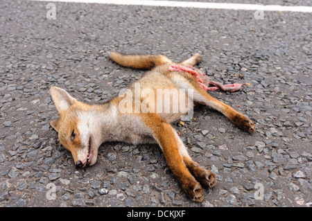 Toten Fuchs Roadkill auf der Landstraße mit seinen Darm Mut ausgesetzt Stockfoto