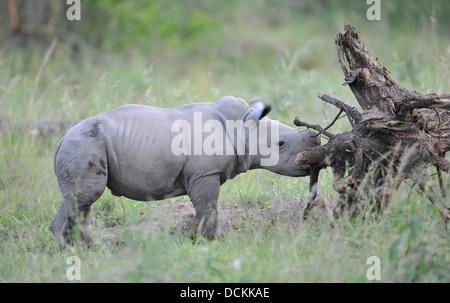 Baby weiße Nashorn im Busch allein stehend und bewegt seine Ohren Stockfoto