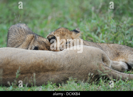 Löwenbabys trinken Milch von ihrer Mutter Stockfoto