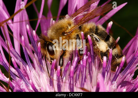 Eine Honigbiene (Apis Mellifera L.) sammelt Nektar und Pollen in der Blüte der Wiese-Flake-Blume (Centaurea Jacea L.). Ihre Blüte dauert von Juli bis September. Foto: Klaus Nowottnick Datum: 16. Juli 2013 Stockfoto