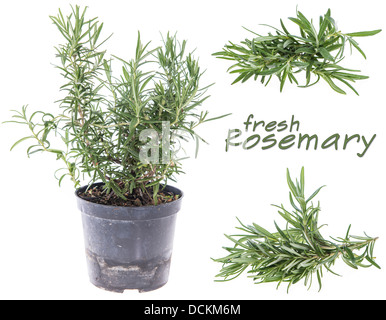 Collage von frischem Rosmarin auf weiß isoliert Stockfoto