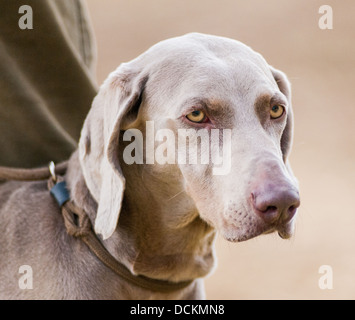 Porträt einer weimaraner Hund; ein Jäger Pointer Retriever (HPR) oft als Jagdhund verwendet Stockfoto