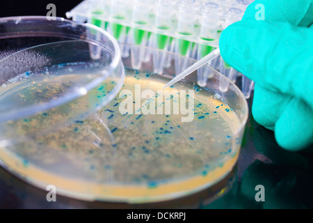 Bakteriellen Kolonie Kommissionierung für DNA-Klonierung Stockfoto