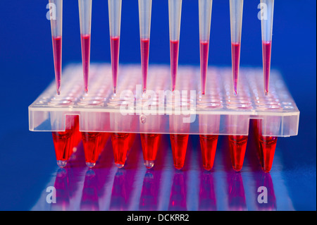 DNA-Analyse: Laden von Reaktionsgemisch in 96-Well-Platte mit m Stockfoto