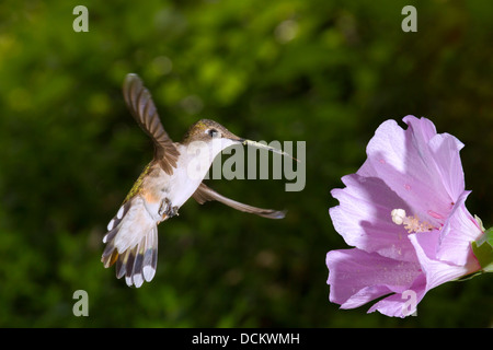 Frau Ruby – Throated Kolibri (Archilochos Colubris) in der Nähe von einer Blume. Stockfoto