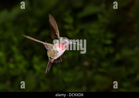 Männliche Ruby – Throated Kolibri (Archilochos Colubris) fliegen. Stockfoto