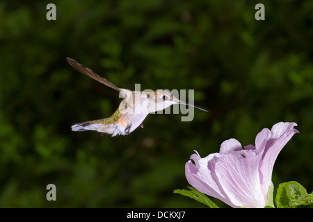 Frau Ruby – Throated Kolibri (Archilochos Colubris) in der Nähe von einer Blume. Stockfoto