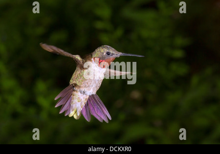 Männliche Ruby – Throated Kolibri (Archilochos Colubris) fliegen. Stockfoto