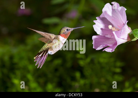 Männliche Ruby – Throated Kolibri (Archilochos Colubris) in der Nähe von einer Blume. Stockfoto