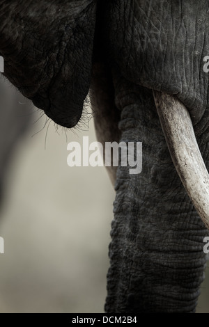 Elefant-Mund. Tarangire National Park. Tansania Stockfoto