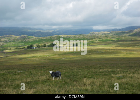 Herdwick Schafe auf Birker fiel, Nationalpark Lake District, Cumbria, England UK Stockfoto