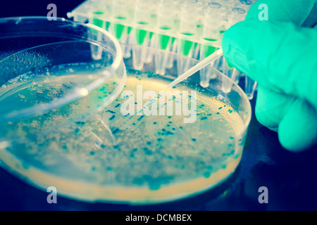 Bakteriellen Kolonie Kommissionierung für DNA-Klonierung Stockfoto