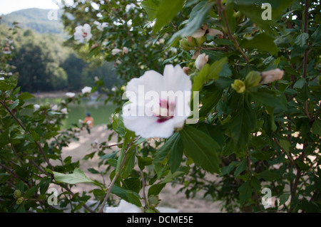 Pomeriggio ein Corzano Stockfoto