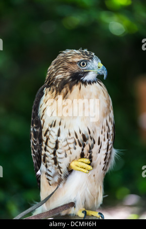 Red tailed Hawk auf einer Stange Stockfoto