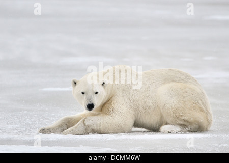 Eisbär (Ursus Maritimus) auf Eis liegen und Blick auf Kamera, Churchill, Manitoba, Kanada. Stockfoto