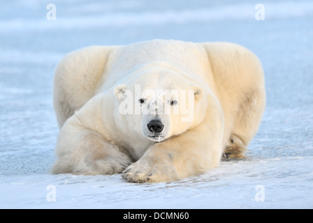 Eisbär (Ursus Maritimus) auf Eis liegen und Blick in die Kamera, Churchill, Manitoba, Kanada. Stockfoto