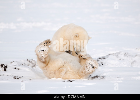 Zwei Eisbären (Ursus Maritimus) spielen, kämpfen, Churchill, Hudson Bay, Manitoba, Kanada. Stockfoto
