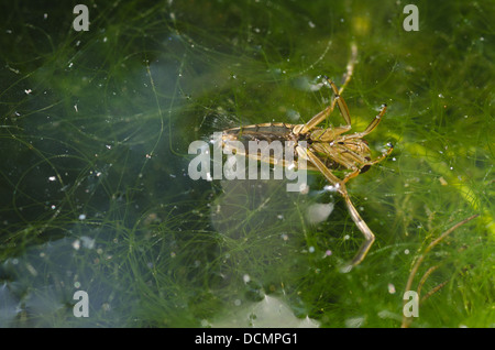 Gemeinsamen Wasser Schiffer Erwachsenen ruht auf Wasseroberfläche eingetaucht unter filamentous-Algen, eine Decke von Spirogyra und Elodea Stockfoto