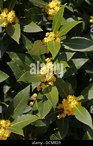 Lorbeerbaum in Blume, Laurus Nobilis, Lauraceae.  Aka. Sweet Bay, echter Lorbeer oder griechische Laurel Stockfoto