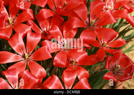 Tulpen, Tulipa Linifolia, Liliaceae. Zentralasien, Naher Osten. Stockfoto