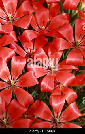 Tulpen, Tulipa Linifolia, Liliaceae. Zentralasien, Naher Osten. Stockfoto