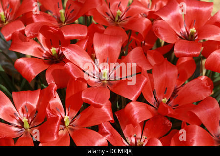 Tulpen, Tulipa Linifolia, Liliaceae. Zentralasien, Naher Osten. Stockfoto