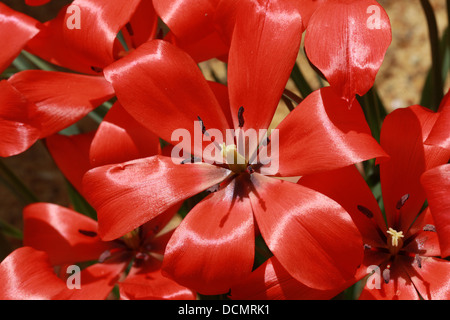 Tulpen, Tulipa Linifolia, Liliaceae. Zentralasien, Naher Osten. Stockfoto