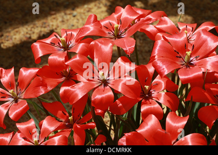 Tulpen, Tulipa Linifolia, Liliaceae. Zentralasien, Naher Osten. Stockfoto