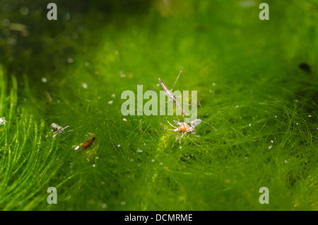 Kleine Wasser Vermesser Hydrometra Stagnorum eine Wanze Insekt zu Fuß auf Oberfläche des Teiches, die auf der Suche nach Beute tote Insekten Mücke zu saugen Stockfoto