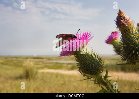 Sechs-Spot Burnet auf die lila Blume eine Distel Stockfoto