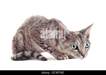 Porträt von einem reinrassigen Devon Rex Katze auf weißem Hintergrund Stockfoto