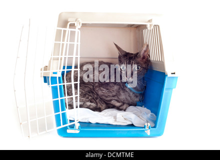 Katze geschlossen innen Transportbox isoliert auf weißem Hintergrund Stockfoto