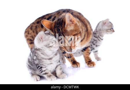 Porträt eines reinrassige Bengal-Katze und Kätzchen auf weißem Hintergrund Stockfoto