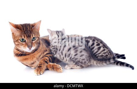 Porträt eines reinrassige Bengal-Katze und Kätzchen auf weißem Hintergrund Stockfoto