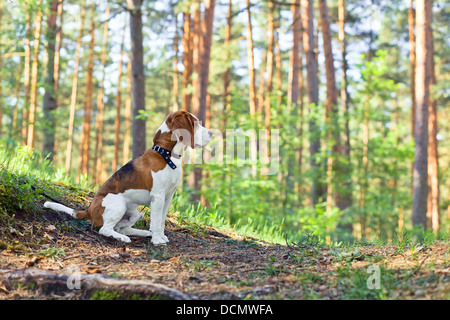 Die Beagle in Holz sucht nach Spiel Stockfoto