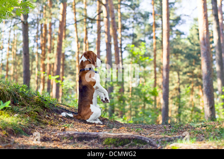 Die Beagle in Holz sucht nach Spiel Stockfoto