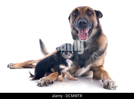 reinrassigen belgischen Schäferhund Malinois und Chihuahua auf weißem Hintergrund Stockfoto