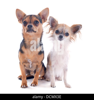 Porträt von einem süßen reinrassige Chihuahuas vor weißem Hintergrund Stockfoto