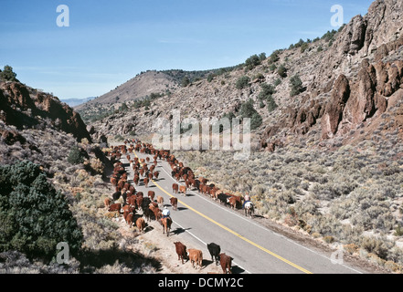 Drovers hüten Hereford-Rinder entlang des Nevada State Highway. Stockfoto