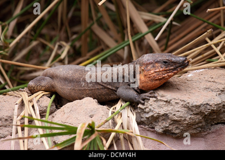 Gran Canaria Rieseneidechse sonnen sich auf Felsen Stockfoto
