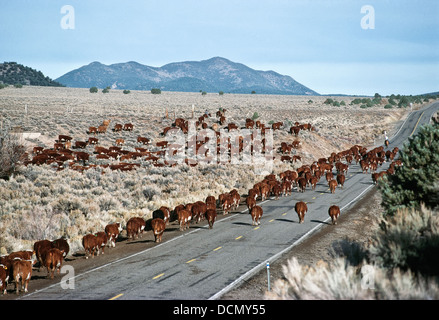 Drovers hüten Hereford-Rinder entlang des Nevada State Highway. Stockfoto