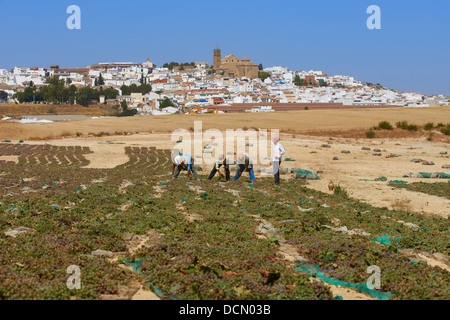 Montilla, Pedro Ximenez Wein-Trauben in der "Pasera" während des Trocknungsprozesses, Montilla-Moriles Bereich, Provinz Córdoba, Stockfoto